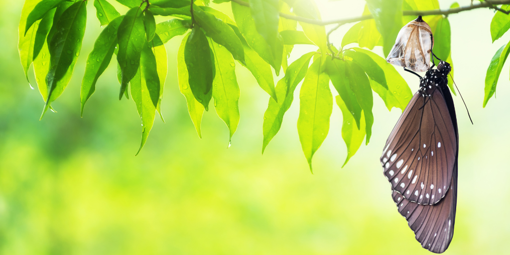 Cloud Config Management Metamorphosis: From IaC to IaS